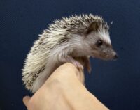 ハリネズミ（国産ベビー：パイド♀）の画像3