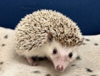 ハリネズミ(カナダ産:ソルト&ペッパー♂ )超懐っこいです♪の画像5