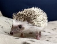 ハリネズミ（国産ベビー：パイド♀）の画像2
