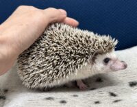 ハリネズミ(カナダ産:ソルト&ペッパー♂ )超懐っこいです♪の画像6