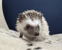 ハリネズミ（国産ベビー：パイド♀）の画像10