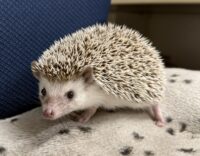 ハリネズミ(カナダ産:ソルト&ペッパー♂ )超懐っこいです♪の画像7