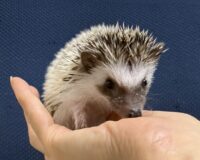 ハリネズミ（国産ベビー：パイド♀）の画像7