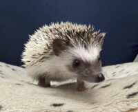 ハリネズミ（国産ベビー：パイド♀）の画像1