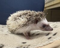 ハリネズミ（国産ベビー：パイド♀）の画像6