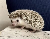 ハリネズミ(カナダ産:ソルト&ペッパー♂ )超懐っこいです♪の画像3