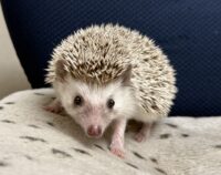 ハリネズミ(カナダ産:ソルト&ペッパー♂ )超懐っこいです♪の画像8