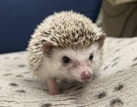 ハリネズミ(カナダ産:ソルト&ペッパー♂ )超懐っこいです♪の画像9