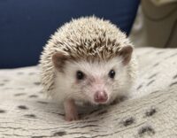 ハリネズミ(カナダ産:ソルト&ペッパー♂ )超懐っこいです♪の画像1