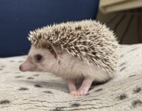 ハリネズミ(カナダ産:ソルト&ペッパー♂ )超懐っこいです♪の画像10