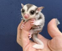 フクロモモンガの画像5