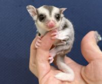 フクロモモンガの画像3