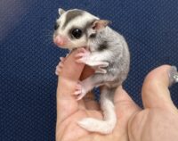 フクロモモンガの画像7