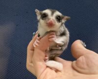 フクロモモンガの画像1