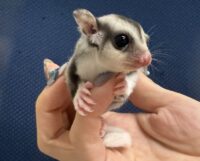 フクロモモンガの画像8