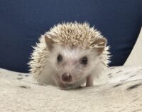 ハリネズミ（国産ベビー：シナモン♀）の画像5