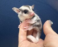 フクロモモンガの画像9