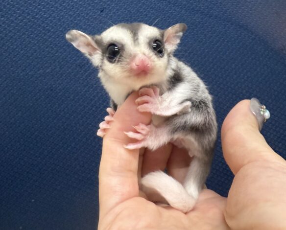 フクロモモンガのメイン画像