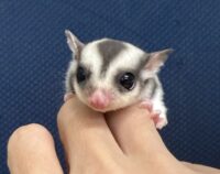 フクロモモンガの画像6