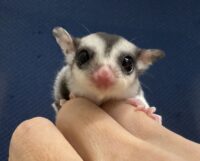 フクロモモンガの画像2