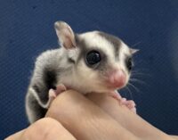 フクロモモンガの画像10