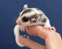 フクロモモンガの画像11