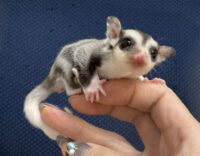 フクロモモンガの画像4