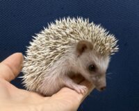 ハリネズミ（国産ベビー：シナモン♀）の画像9
