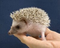 ハリネズミ（国産ベビー：シナモン♀）の画像7