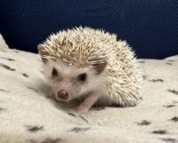 ハリネズミ（国産ベビー：シナモン♀）の画像1