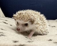 ハリネズミ（国産ベビー：シナモン♀）の画像8