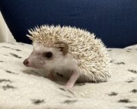 ハリネズミ（国産ベビー：シナモン♀）の画像4