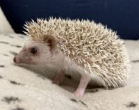 ハリネズミ（国産ベビー：シナモン♀）の画像6