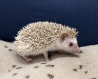 ハリネズミ（国産ベビー：シナモン♀）の画像10