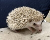 ハリネズミ（国産ベビー：シナモン♀）の画像11