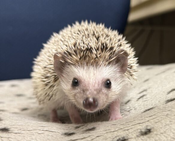 ハリネズミ（カナダ産：ソルト＆ペッパー♂  ）超懐っこいです♪のメイン画像