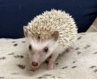 ハリネズミ（国産ベビー：シナモン♀）の画像3