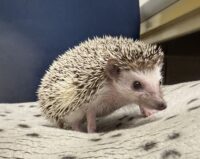 ハリネズミ（カナダ産：ソルト＆ペッパー♂  ）超懐っこいです♪の画像8