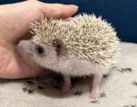 ハリネズミ（国産ベビー：シナモン♀）の画像2