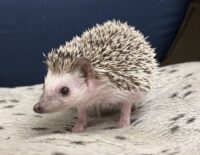 ハリネズミ（カナダ産：ソルト＆ペッパー♂  ）超懐っこいです♪の画像4