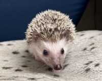 ハリネズミ（カナダ産：ソルト＆ペッパー♂  ）超懐っこいです♪の画像6