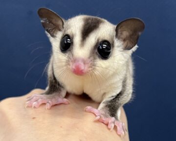 かわいいモモンガベビーがたくさん入荷しました♪の画像