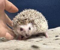 ハリネズミ（カナダ産：ソルト＆ペッパー♂  ）超懐っこいです♪の画像7