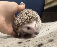 ハリネズミ（カナダ産：ソルト＆ペッパー♂  ）超懐っこいです♪の画像9