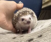 ハリネズミ（カナダ産：ソルト＆ペッパー♂  ）超懐っこいです♪の画像2