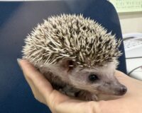 ハリネズミ（カナダ産：ソルト＆ペッパー♂  ）超懐っこいです♪の画像10