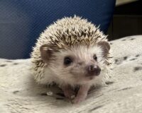 ハリネズミ（カナダ産：ソルト＆ペッパー♂  ）超懐っこいです♪の画像11