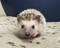 ハリネズミ（カナダ産：ソルト＆ペッパー♂  ）超懐っこいです♪の画像1