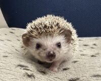 ハリネズミ（カナダ産：ソルト＆ペッパー♂  ）超懐っこいです♪の画像5