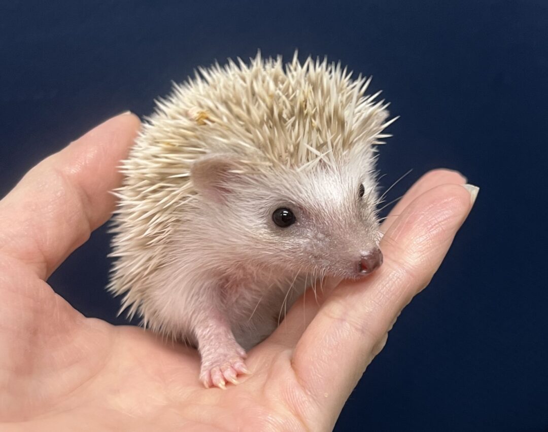 ハリネズミページ スーパーリアルハリネズミ